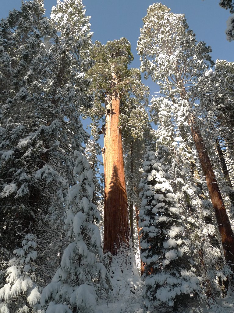 Christmas2010 208.JPG